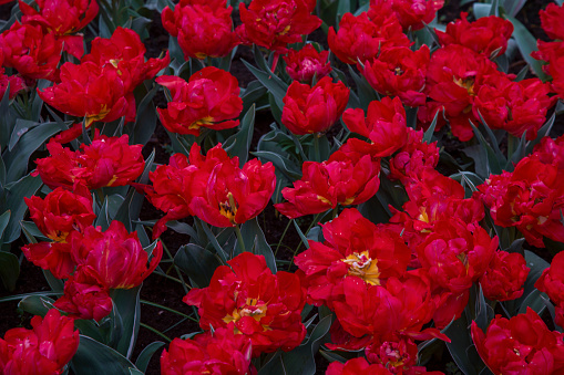 Close up on scarlet red tulips field.