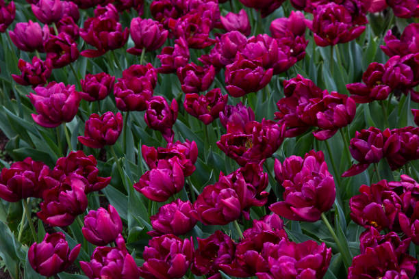 istock Romantic bordeaux tulip garden 2148873725