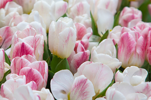 Close up on white-magenta tulip flowers.