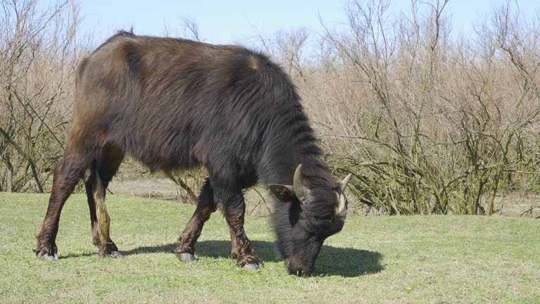 Close-up of young Water Buffalo eating green grass on bush and blue sky background