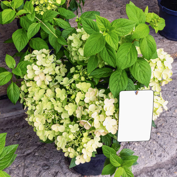 Flower Hydrangea paniculata with flowers and green leaves in a pot on the outdoor market for sale, table for text