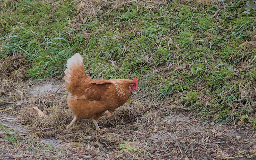 brown hen on a chicken farm eating in the free range