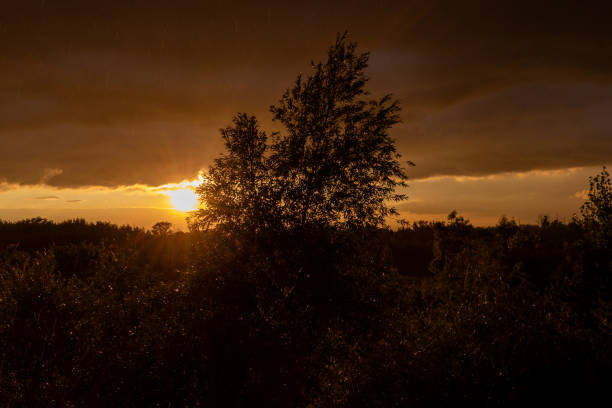 Golden hour glow - sunset illuminates dark sky - silhouetted dense forest. Taken in Toronto, Canada.