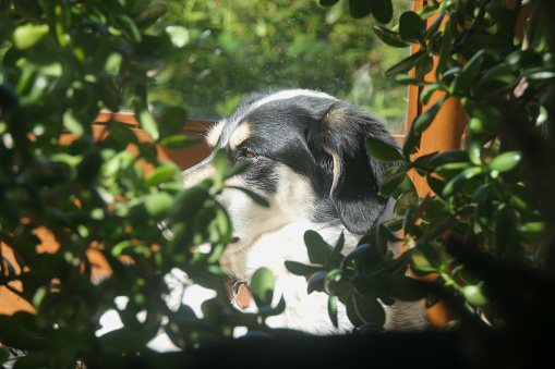Close up of my dog enjoying a sunny afternoon in a conservatory full of plants