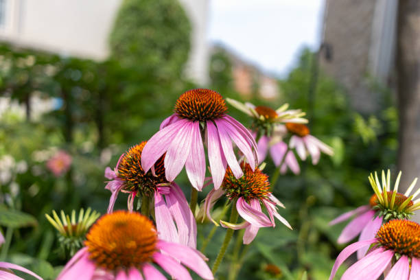 istock Vibrant pink Echinacea flowers - orange centers - lush green backdrop - urban setting 2148874790