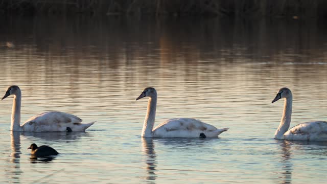 Swans Flock Swimming Gracefully on Lakes Surface. Birds group overwintering in their natural habitat swim on surface of evening river
