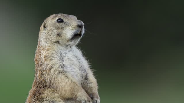 Prairie dogs making warning calls outside their shelters on Grassland