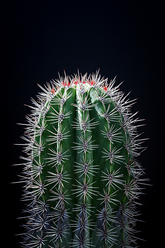 close-up pricky cactus on black background