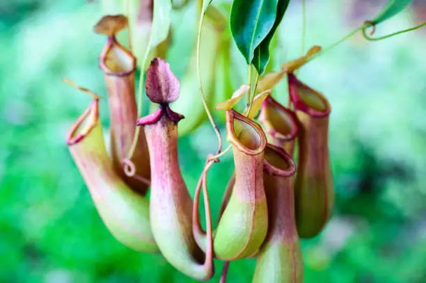 Nepenthes carnivorous plants on green background