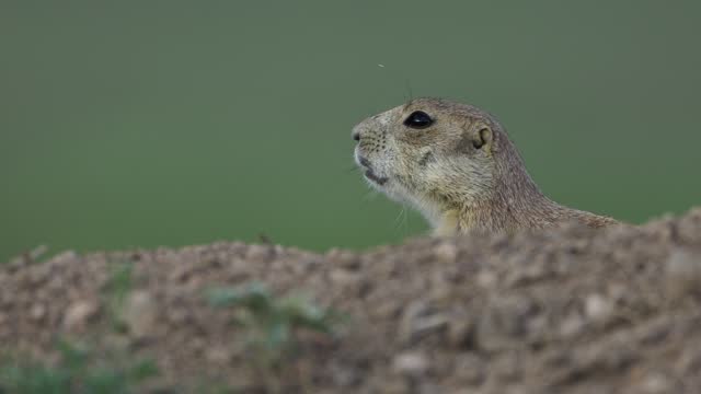 Prairie dogs making warning calls outside their shelters on Grassland