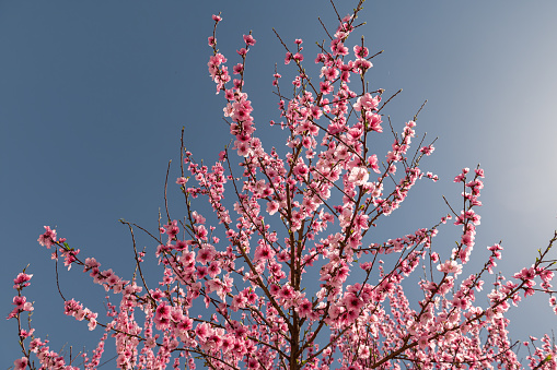Fruit tree with pink flowers blooming in spring. Blue sky background.