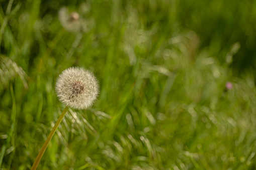 White dandelion flower with seeds on the green blurred background of grass.