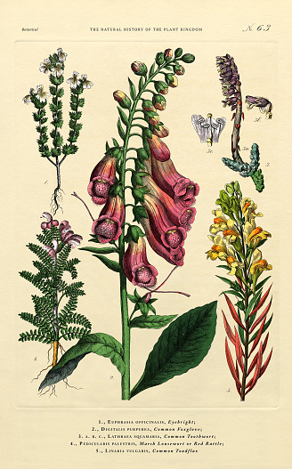 Very Rare, Beautifully Illustrated Antique Engraved Victorian Botanical Illustration of The Plant Kingdom Victorian Botanical Illustration published in 1853. Copyright has expired on this artwork. Digitally restored.