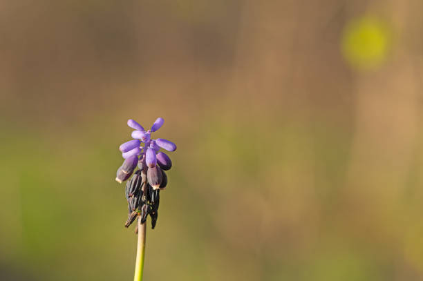 Grape Hyacinth (Muscari neglectum) in flower.