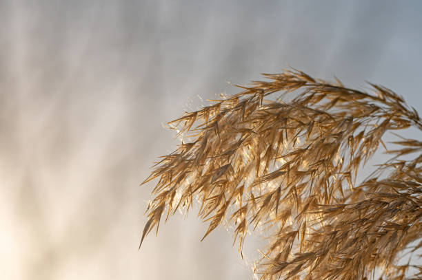 Reed plant tassels against a cloudy sky.