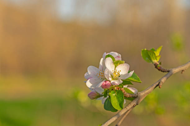 Fruit tree branch with white blossom in spring. Blurred background.