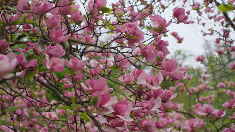 Pink magnolia. Lush tree of blooming pink magnolia in a botanical garden.