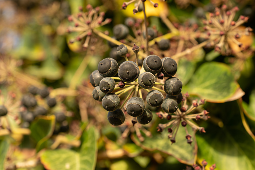 Beautiful fruits of Common Ivy Hedera Helix Linne. Hedera helix (common, English ivy, European ivy) with fruit berries. Hedera helix fruit Black and purple berries among ivy leaves.