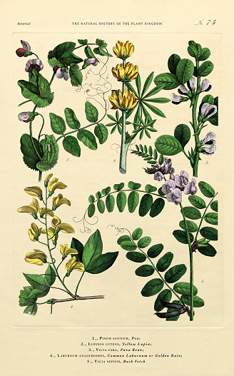 Very Rare, Beautifully Illustrated Antique Engraved Victorian Botanical Illustration of The Plant Kingdom Victorian Botanical Illustration published in 1853. Copyright has expired on this artwork. Digitally restored.