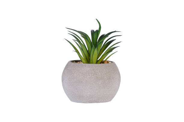 istock ceramic pot with decorative flowers on an isolated white background 2148878543
