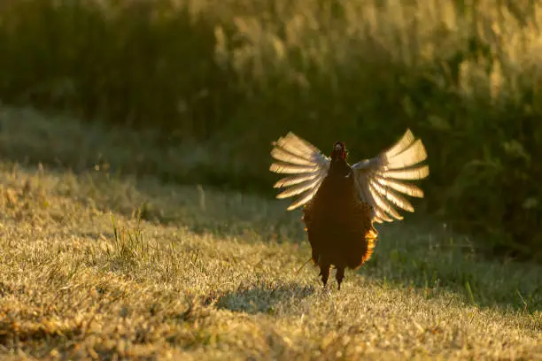 Beautiful male common pheasant (Phasianus colchicus) flapping wings against the rising sun.