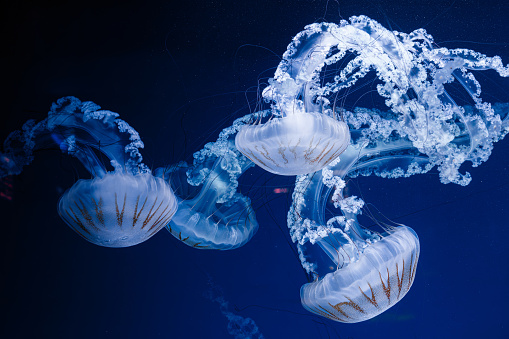 underwater photos of jellyfish chrysaora plocamia south america sea nettle close-up