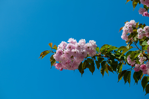 Fruit tree branch with pink blossom in spring. Blue sky background.