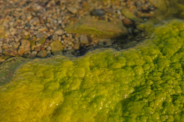 Detail of green coloured algae in the river.