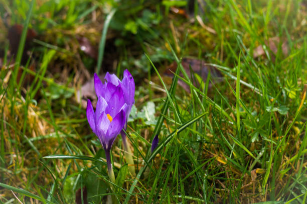 istock Crocus Flower Safran Spices Zavelstein Black Forest Germany 2148881538