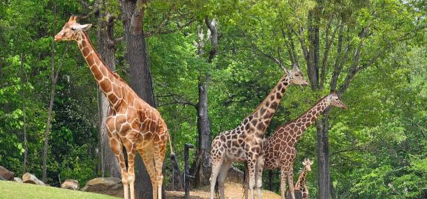 istock Herd of giraffes 2148881878