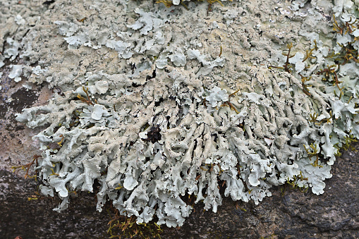 A thick growth of greenshield lichen on a rock. The leaf-like lobes proclaim this a foliose lichen. Lichens are interesting, often beautiful, life forms. They cover 7% of the earth's surface. Though they undergo photosynthesis, they are not plants. They are composite organisms in which algae and fungi live symbiotically. The three main types are foliose, fruticose and crustose. Lichens are indicators of environmental quality, and they do no harm to the natural substrates on which they grow.