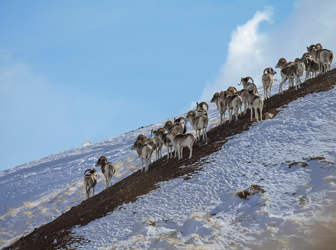 Marco Polo's argali stands on mountainside against the sky. Young male mountain sheep stand guardedly on the crest of the ridge in winter.