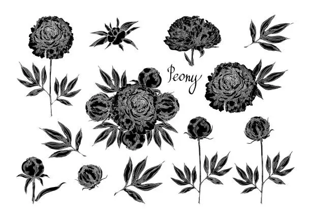 Vector illustration of et of black peony flowers, buds, leaves and bouquet. Floral design template. Vector illustration