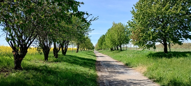 A cross-country back road, littered with cherry trees blossoming on a lovely sunny day, with fresh green grass. Ultra wide shot with diminishing perspective.