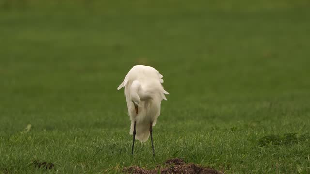 A great egret (Ardea alba) polishing its feathers in a meadow
