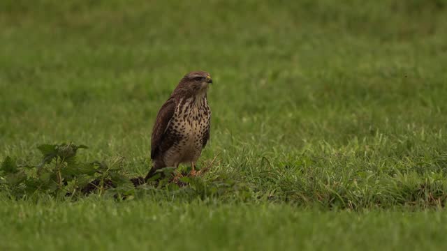 A common buzzard (Buteo buteo) inspecting a meadow while sitting in a meadow