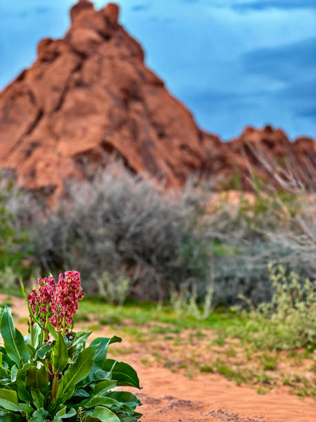 Wild Rhubarb or Sand Dock blooms infront of the many mountains of rock in Valley of Fire State Park in Nevada.