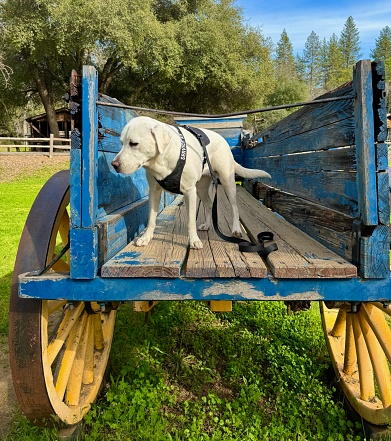 Service dog in a horse drawn wagon