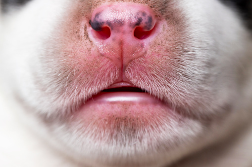 Macro shot of a canine nose texture detail. Pet anatomy concept. Design for educational poster, banner, card.