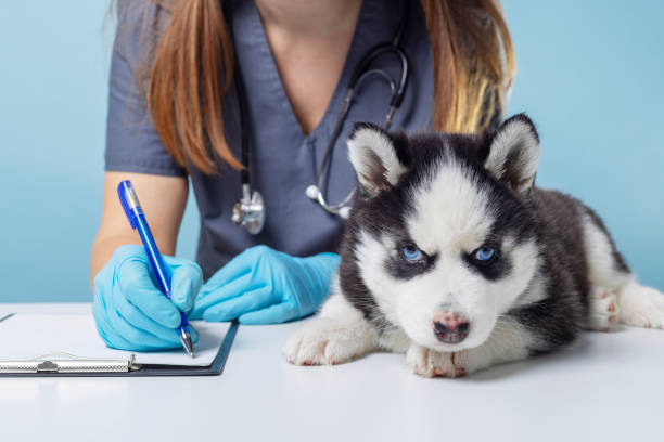 istock Husky Puppy at Veterinary Checkup 2148884537