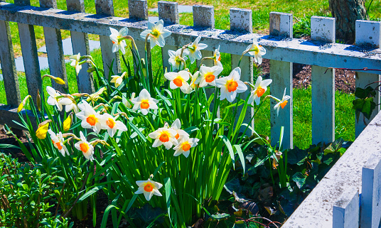 A group of daffodils grow in the corner of a small pocket garden on Cape Cod on an April afternoon.