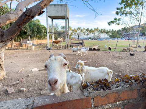 Padre Garcia, Batangas, Philippines - May 03, 2019 : Goats waiting to be sold at the Livestock Auction Market in Padre Garcia, Batangas, Philippines