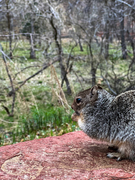 The rock squirrels on the Riverside Walk trail in Zion National Park are very friendly - expecting food from visitors. Regardless, of the many signs asking them not to, visitors still feed the squirrels. Human food is hard for rock squirrels to digest and feeding them has led to several squirrel fatalities.