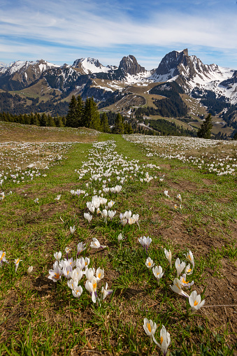 Wild crocus flowers on the alps pass Gurnigel with snow mountain peaks Gantrisch and Nuenen in early spring - focus stacking for sharp foreground and background