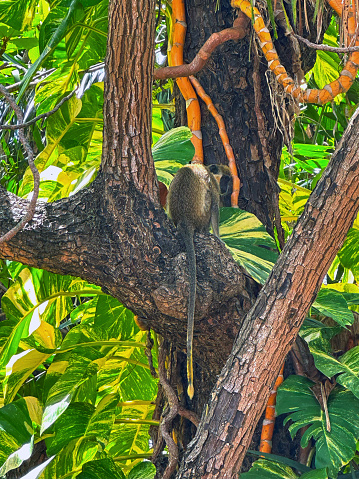 A Barbados Green Monkey is resting in a large shade tree among the Gold Queen Pothos leaves just after a scuffle with another monkey just minutes earlier, Bridgetown, Barbados.  They were transported from West Africa about 350 years ago.