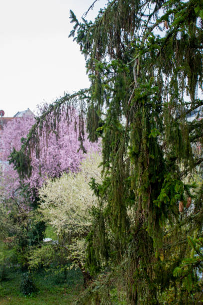 istock Beautiful flowering trees in the spring garden 2148889000