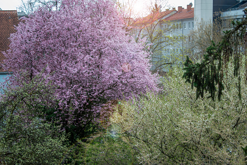 Beautiful flowering trees in the spring garden.