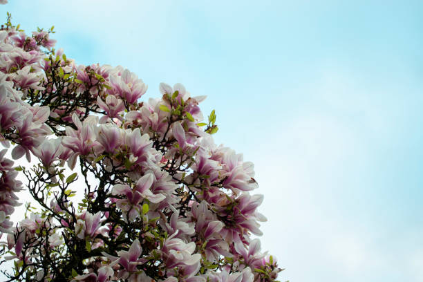 Magnolia flowers branch on a blue sky background.