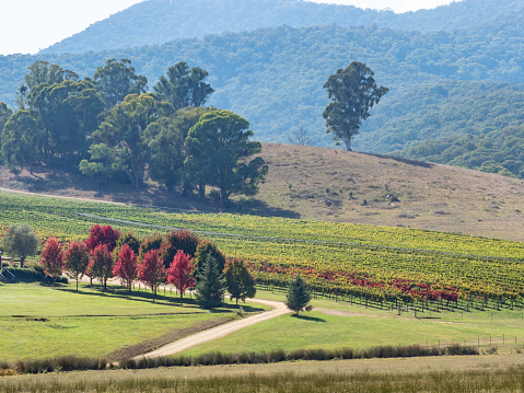 Autumn vineyard near Porepunkah in the Victorian High Country