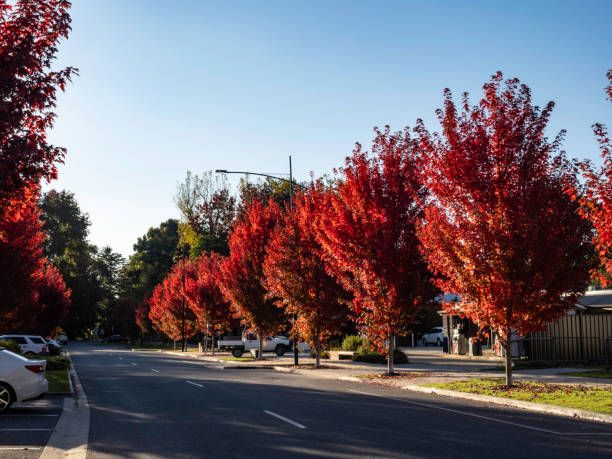 istock Rural street in autumn 2148889193